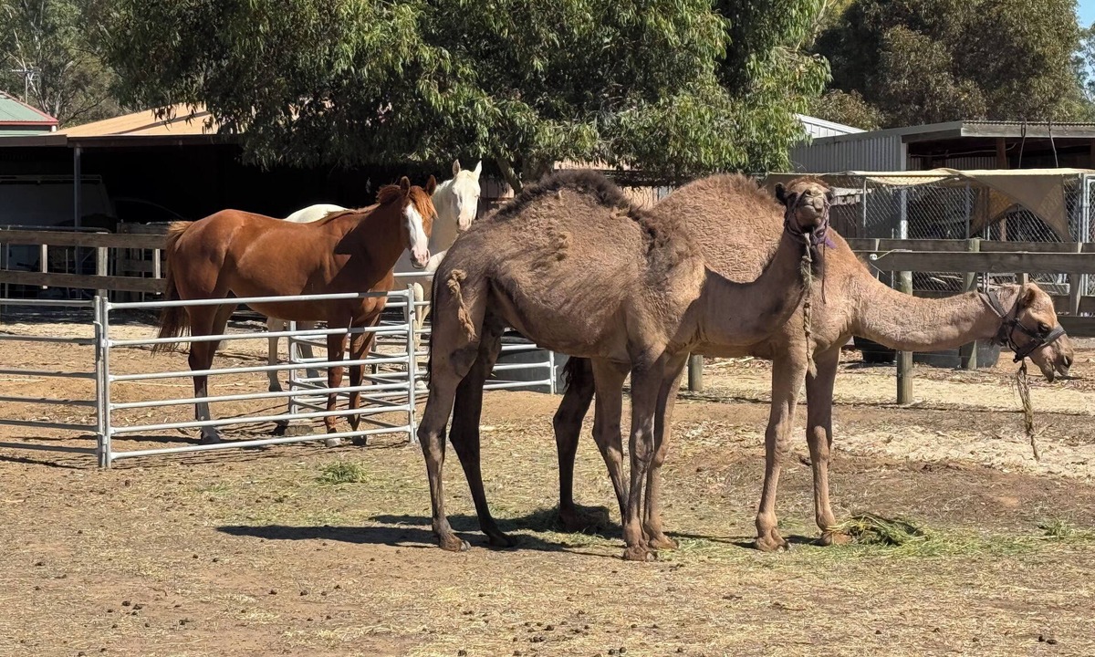 Bagshot Cottage | Bendigo Farm Stay