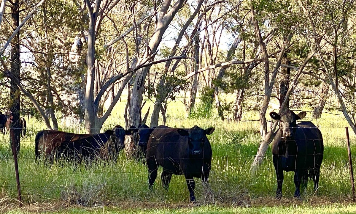 Dubbo Cottage | Charming farm cottage close to Dubbo