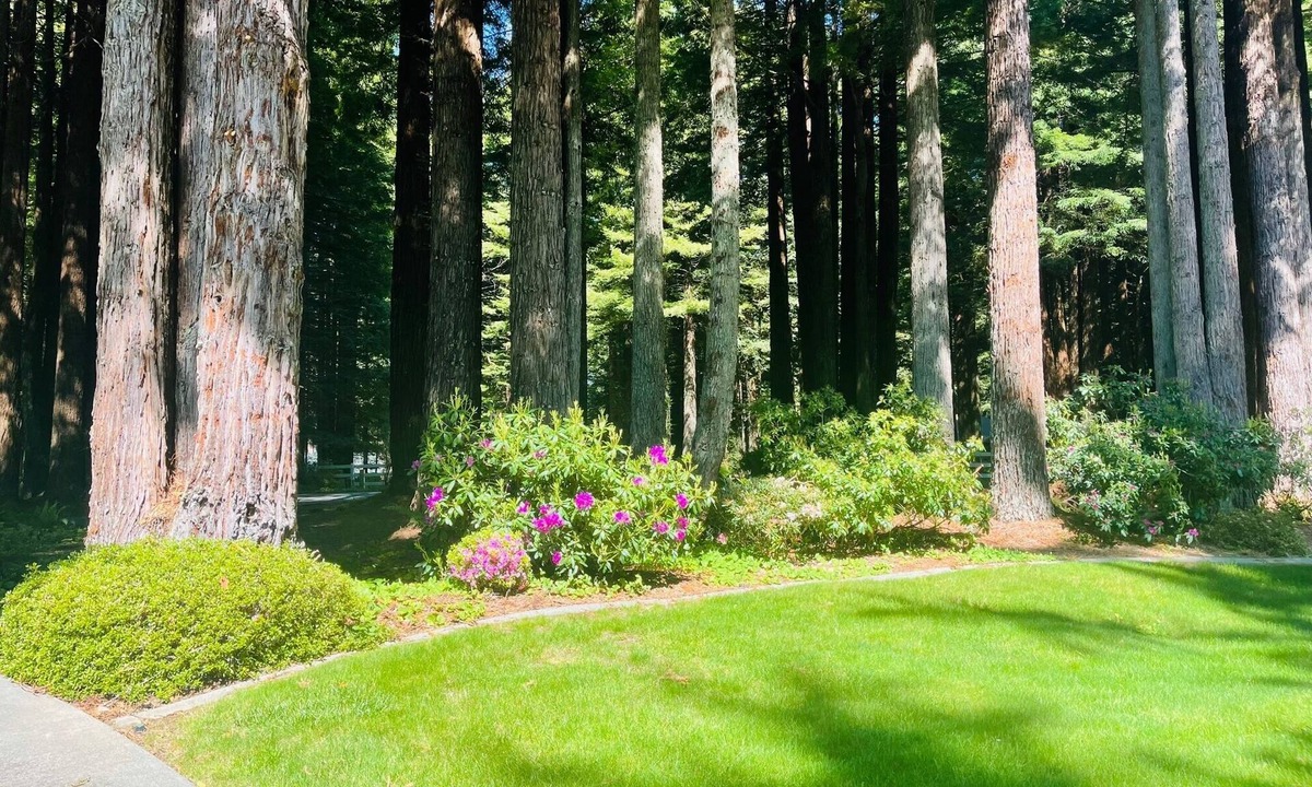 Crescent City House | Stay in your own Redwood Wonderland