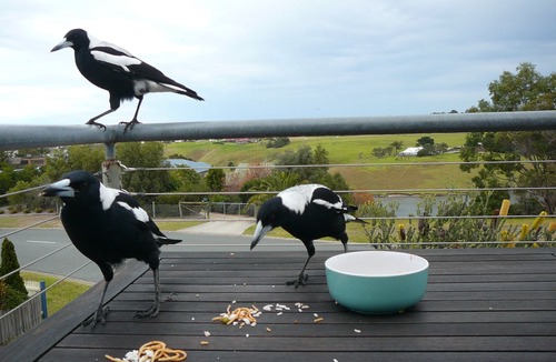 Lakes Entrance House | A two-storey house with sweeping views of Bass Strait and the North Arm.