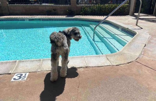 East Side Costa Mesa House | Beach house, Back Yard,Pet Friendly, East side Costa Mesa, EV Charger