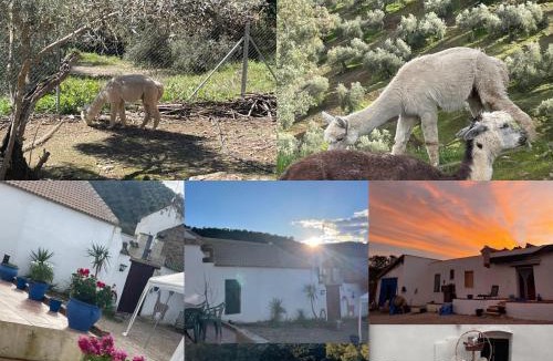 Montoro House | Experience Alpacas in Andalucia