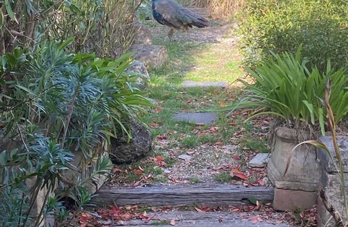 Mount Alexander Shire House | Funky house close to Castlemaine, surrounded by extensive gardens and bushland.