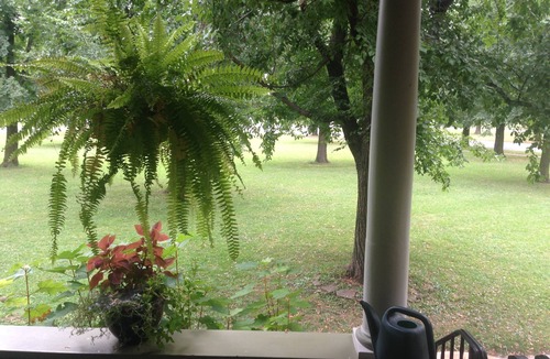 Albright House | Historic Home in The Elmwood Village: Eco-friendly and Fragrance Free.