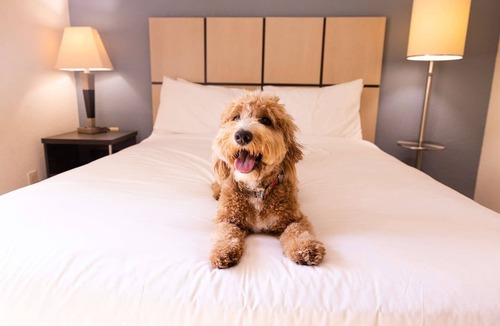 Morris Plains Hotel | Ideal Mix of Comfort and Value! 4 Posh Units, Pets are Allowed Here