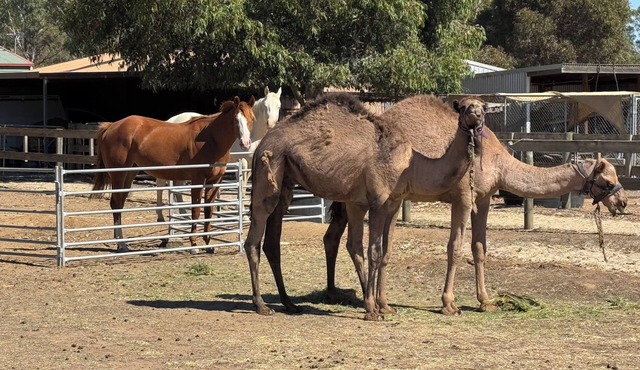 Bendigo Farm Stay