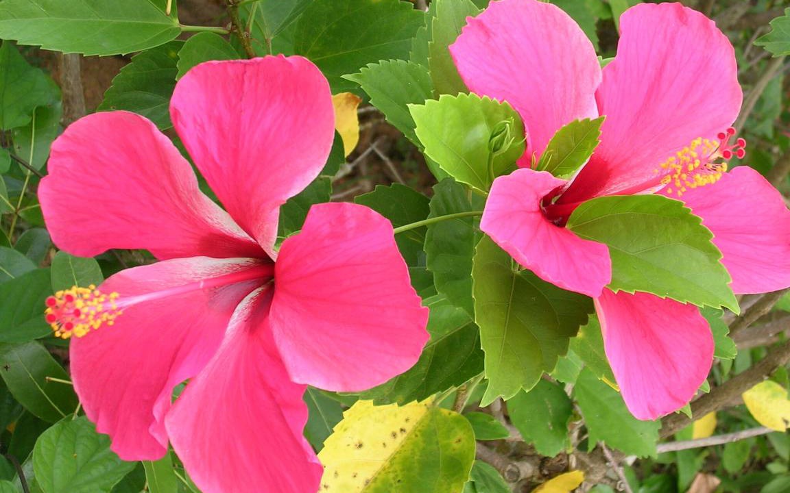 Photo of Others in Anse Boileau