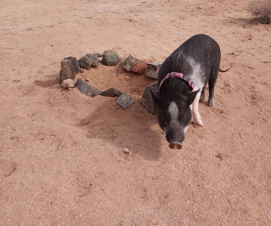 Photo of Others in Twentynine Palms