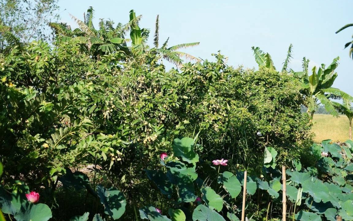Photo of Others in Chau Thanh