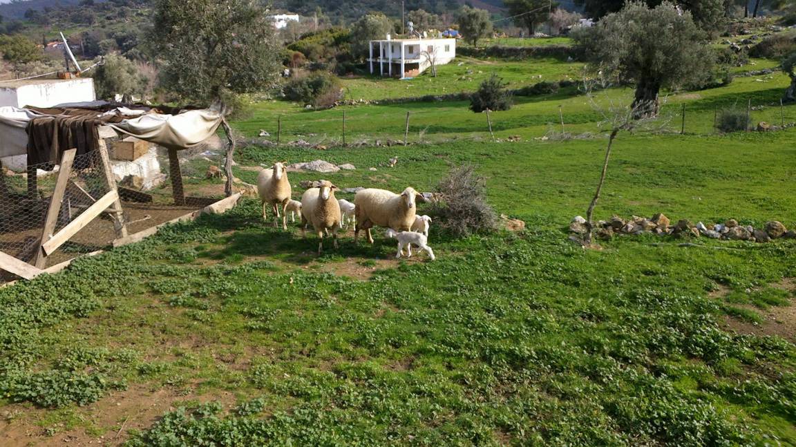 Photo of Others in Bodrum