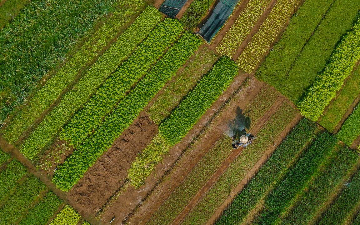 Photo of Others in Tra Que Vegetable Village