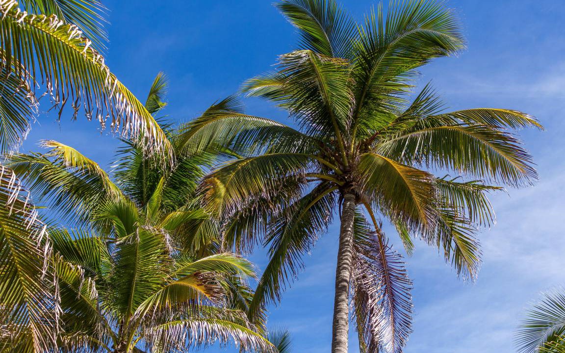 Photo of Others in South Beach