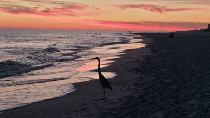 Photo of Others in Gulf Shores