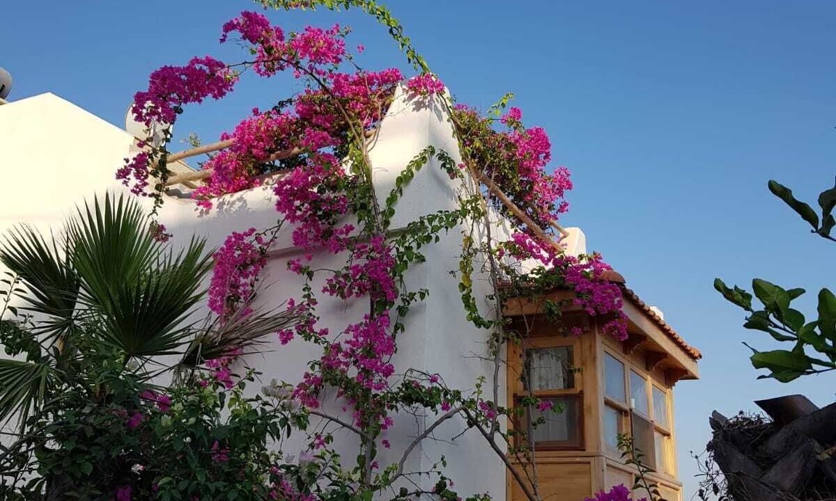 Photo of Outdoor in Datca