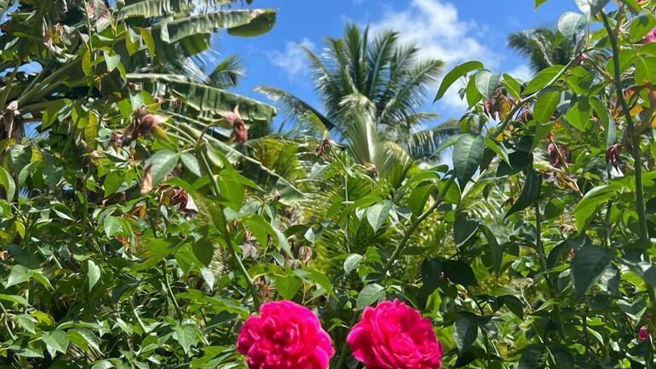 Photo of Outdoor in Mahe Island