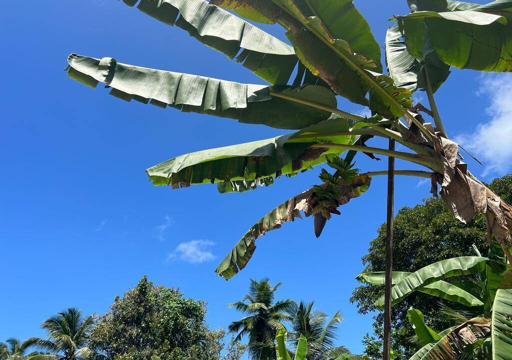 Photo of Outdoor in Mahe Island