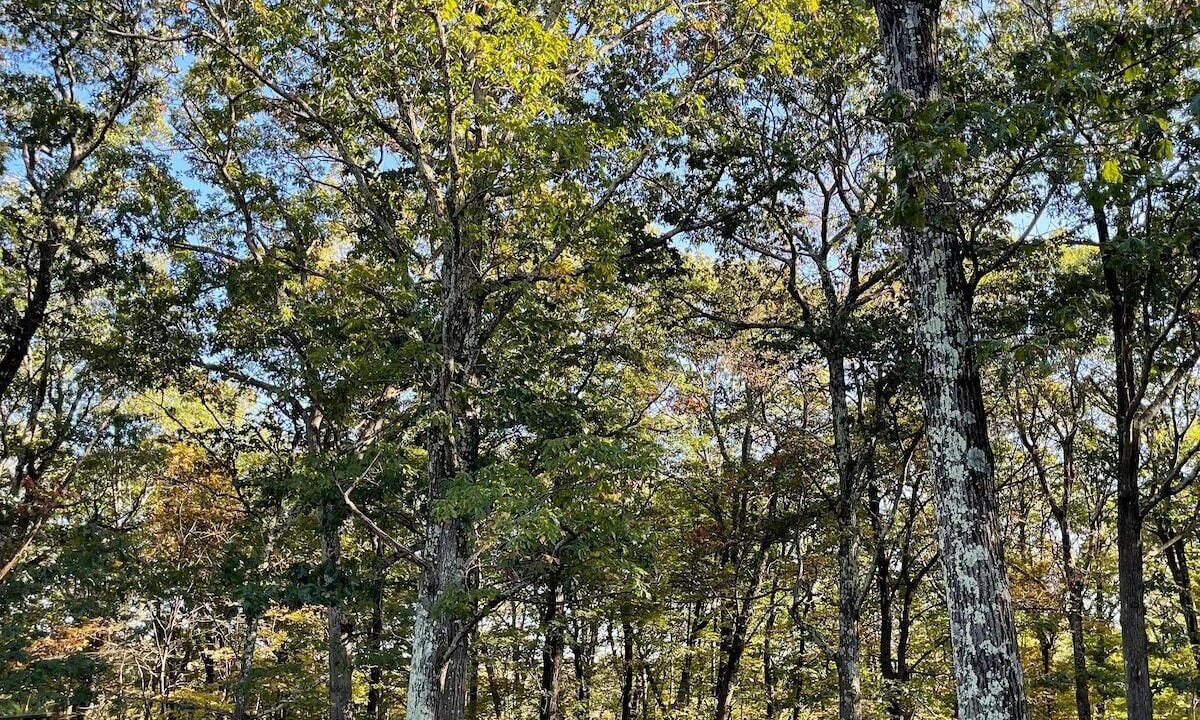 Photo of Outdoor in Monroe