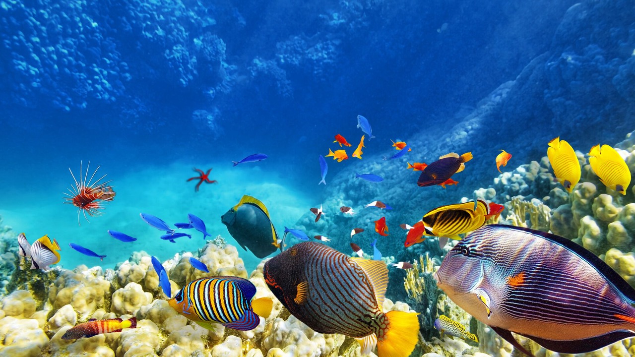Photo of Outdoor in Anse Royale