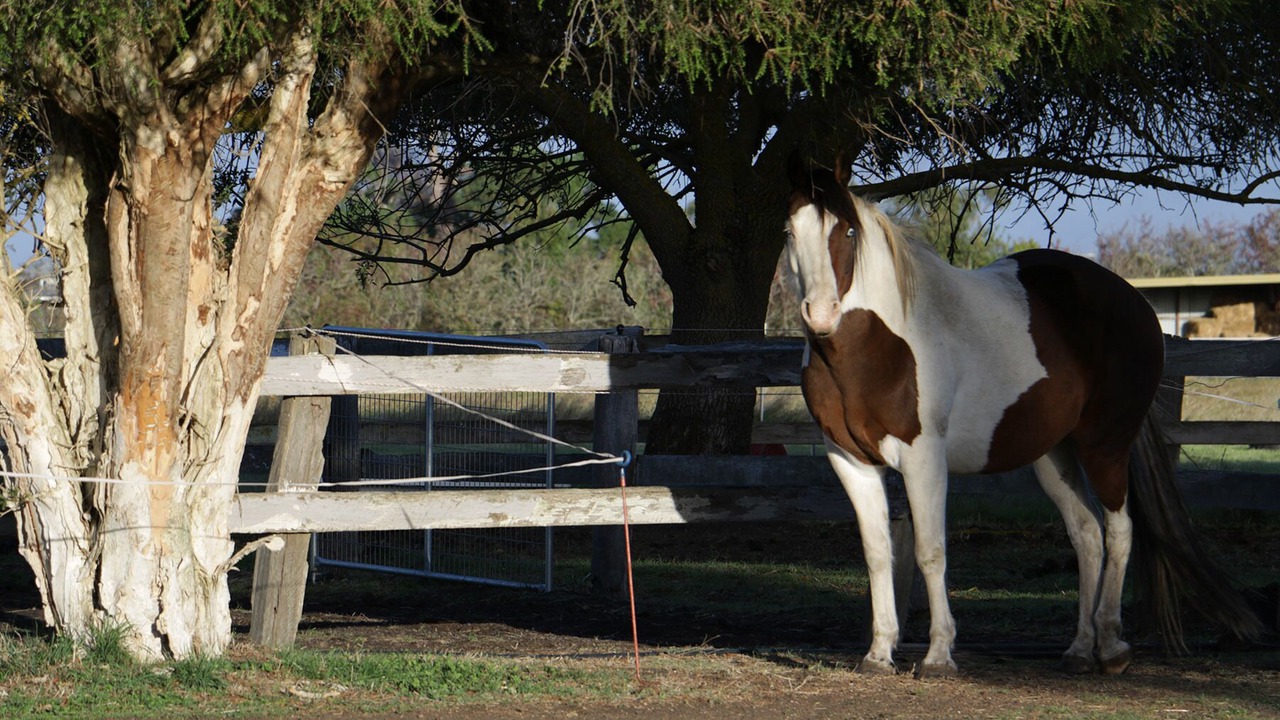Photo of Outdoor in Kyneton