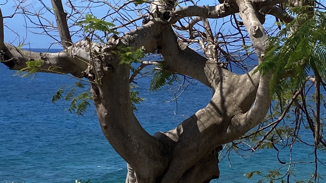 Photo of Outdoor in Bolongo Bay
