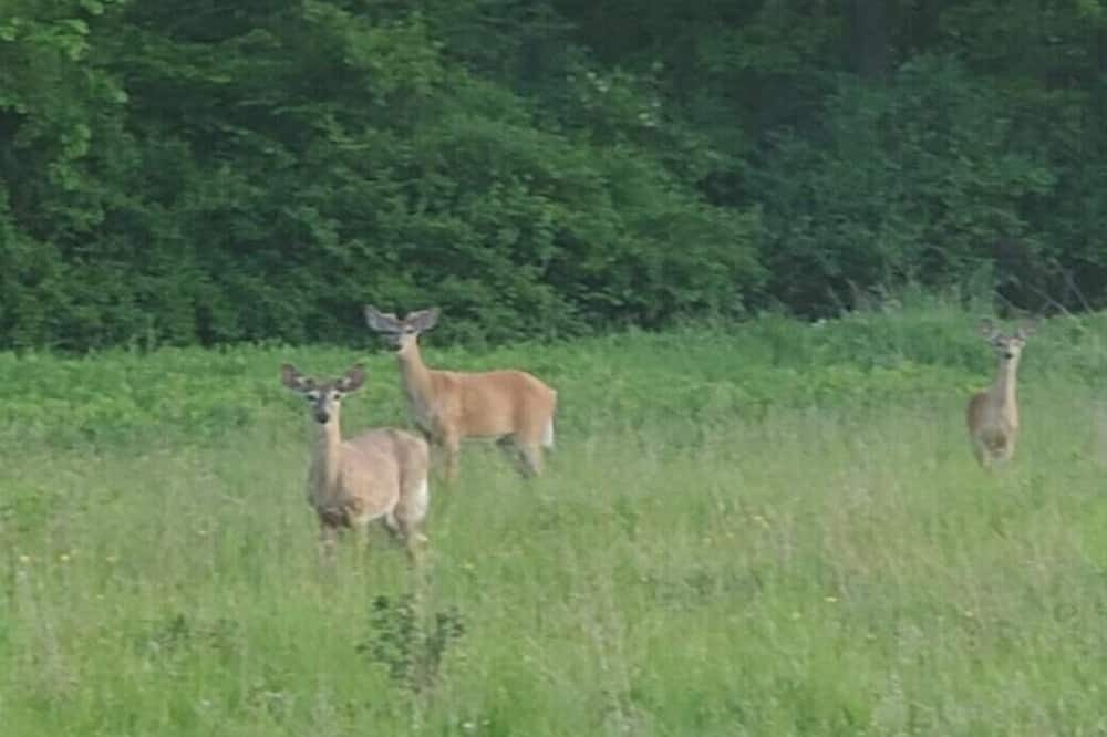 Photo of Others in Honeoye Falls