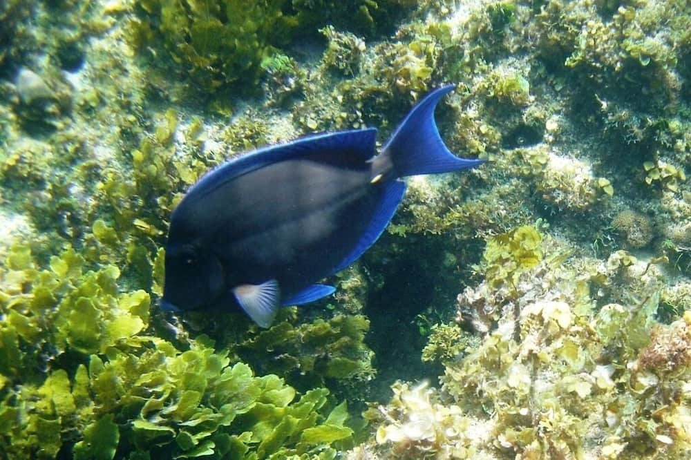 Photo of Others in North Palmetto Point