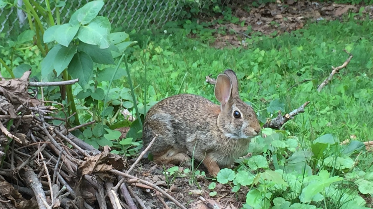 Photo of Outdoor in Raritan