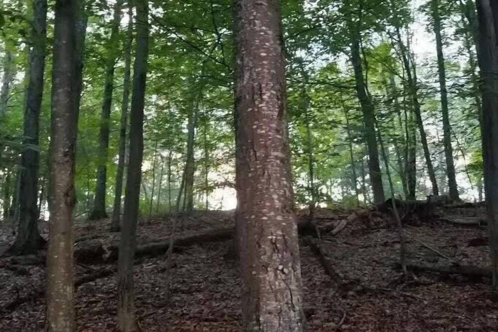 Photo of Others in Pine Bush