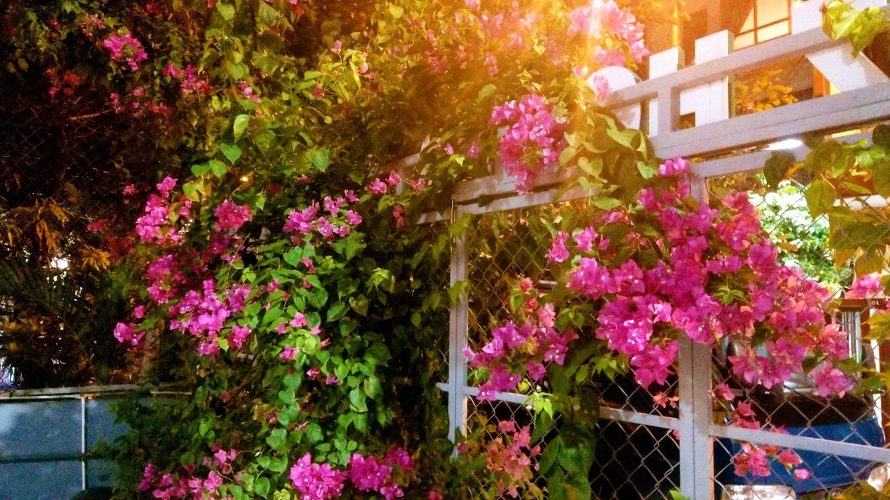 Photo of Outdoor in An Hai Đong
