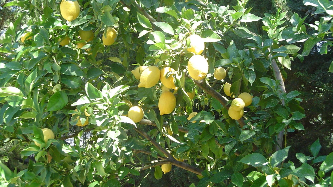 Photo of Outdoor in Avsallar