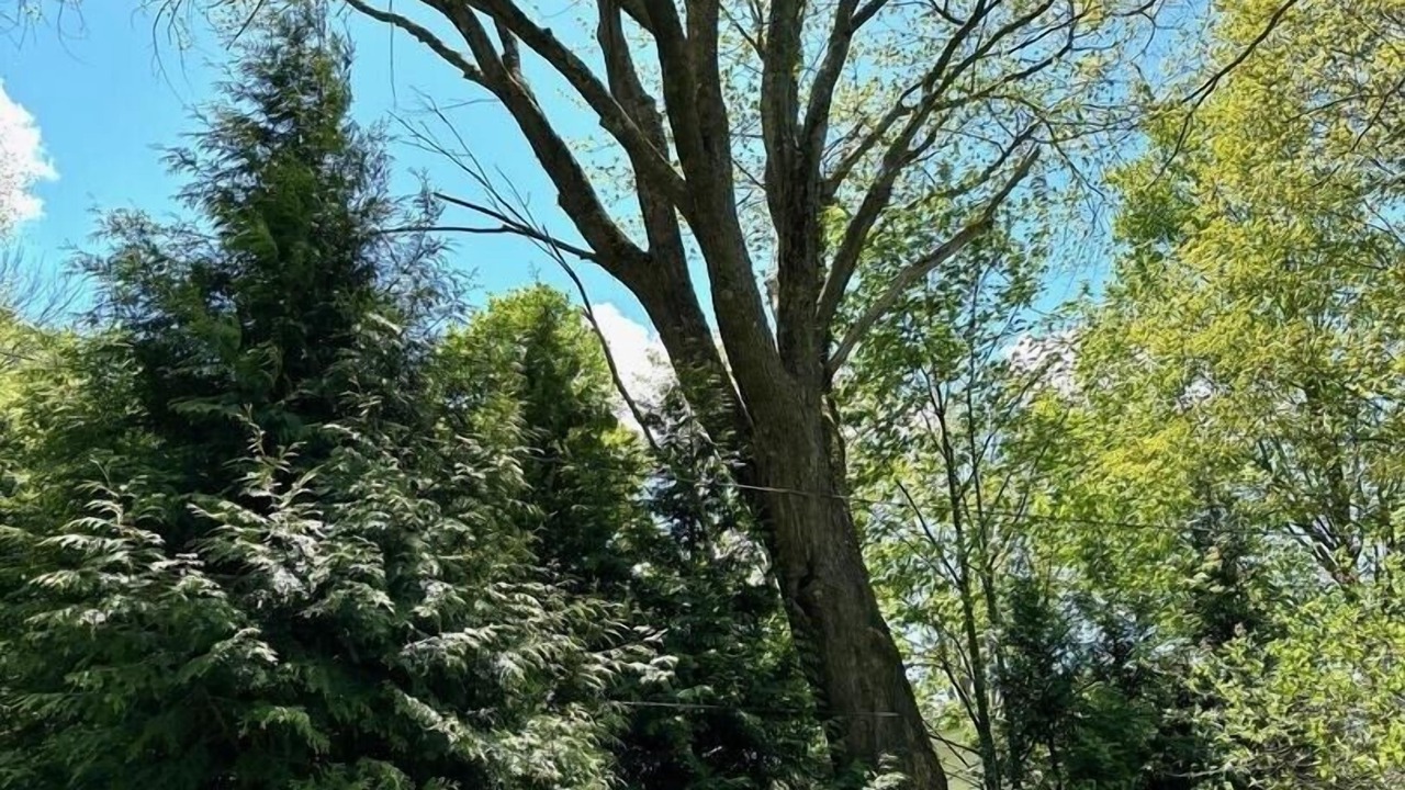 Photo of Others in Chautauqua