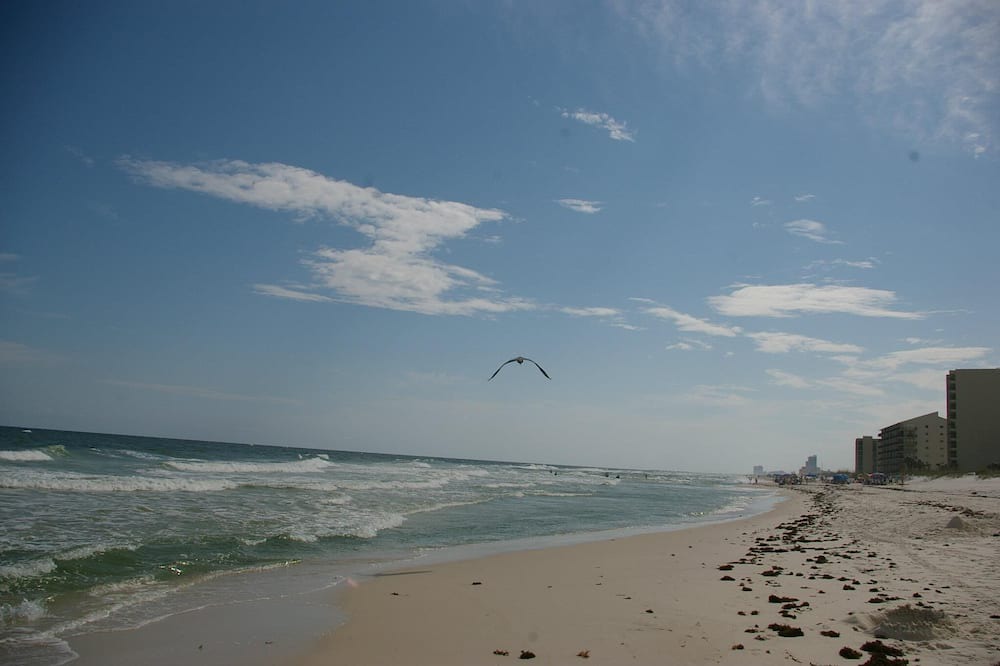 Photo of Others in Orange Beach East