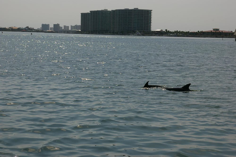 Photo of Others in Orange Beach East