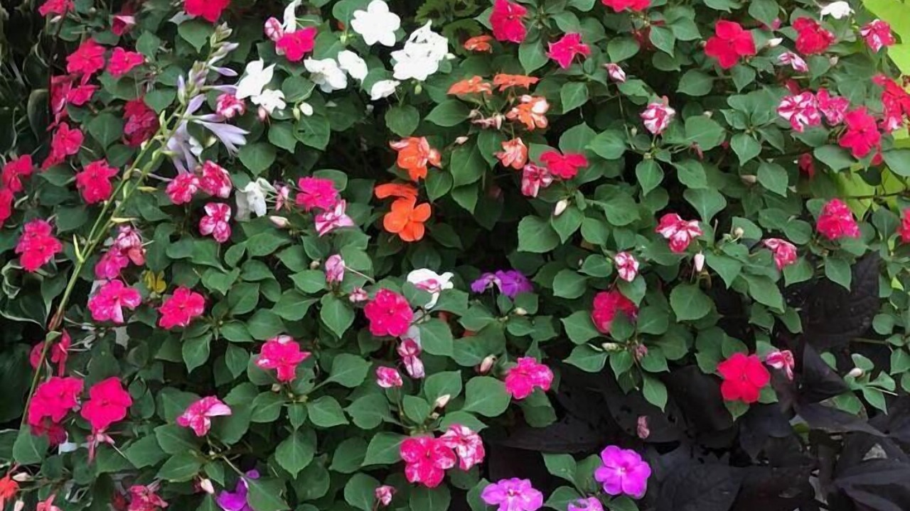 Photo of Outdoor in Montevallo
