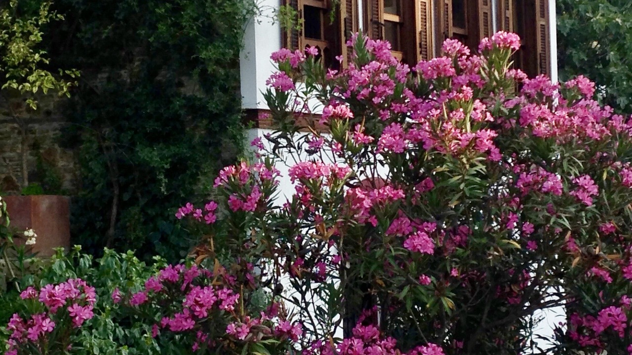 Photo of Outdoor in Sirince