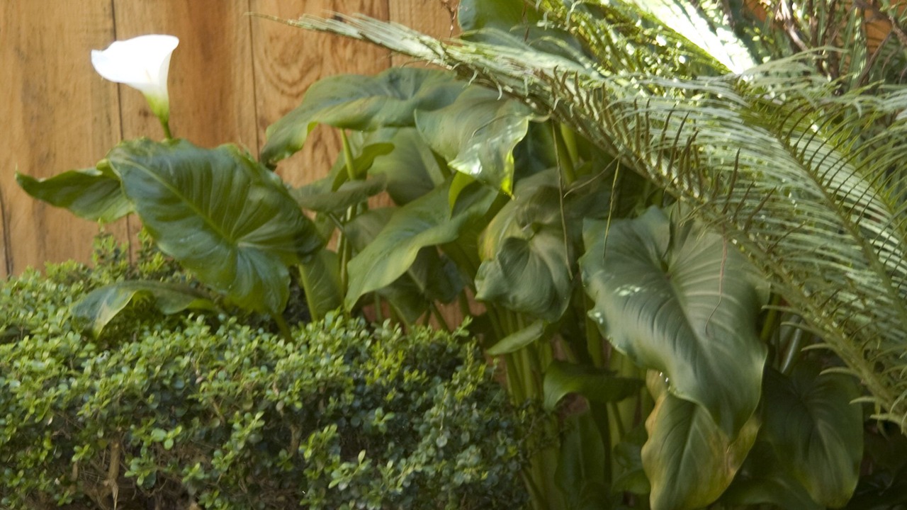 Photo of Outdoor in Pacific Heights