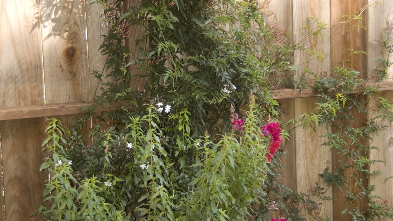 Photo of Outdoor in Pacific Heights