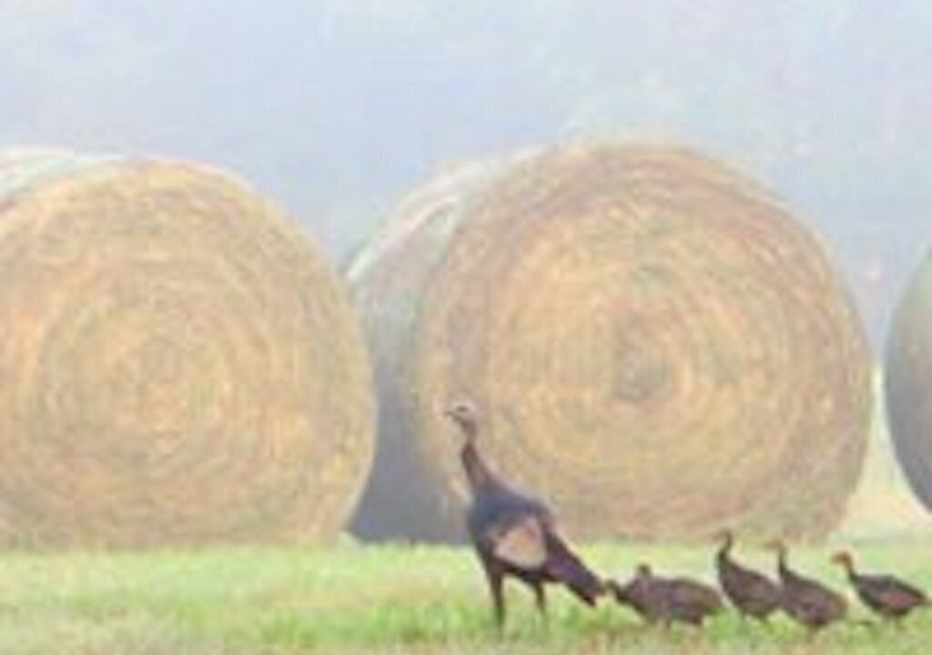 Photo of Others in Greensboro