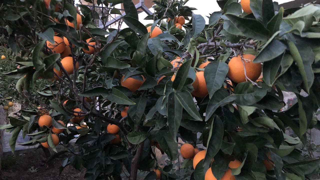 Photo of Outdoor in Yalikavak