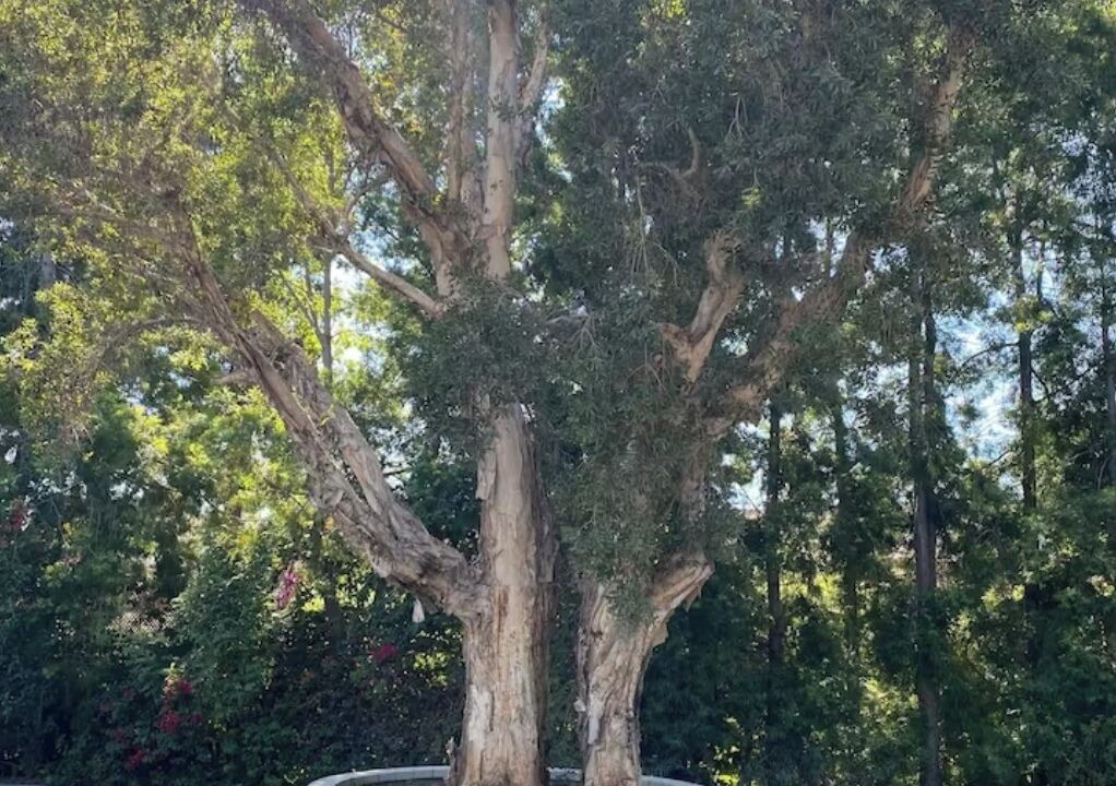 Photo of Others in North Tustin