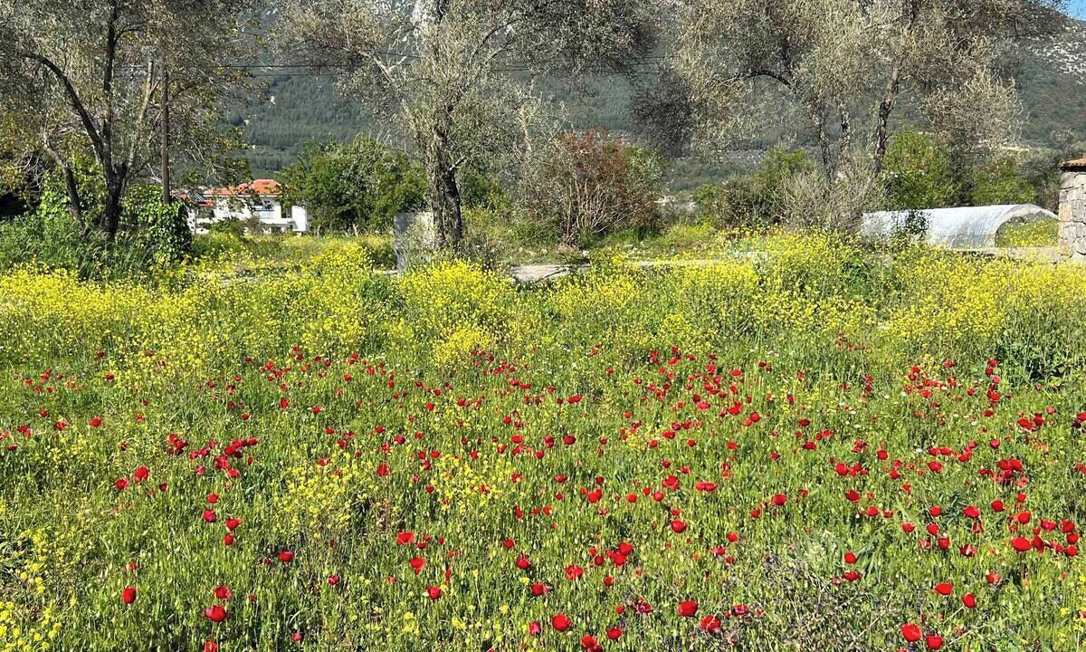 Photo of Others in Uzumlu