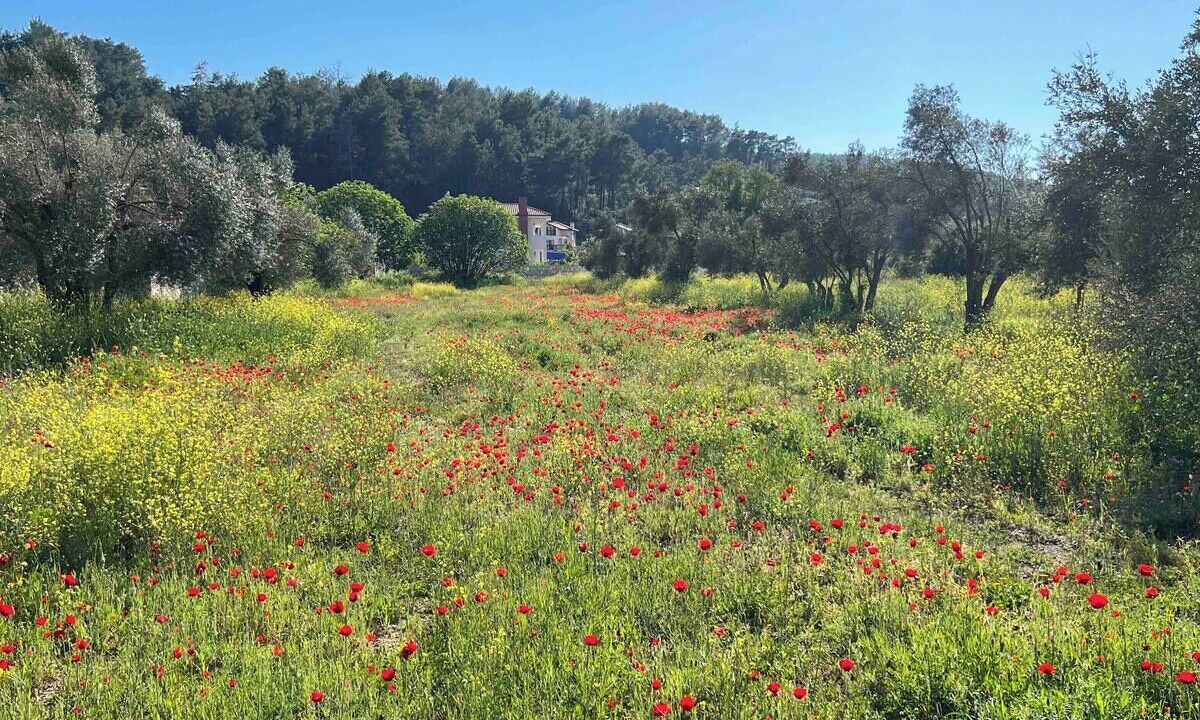 Photo of Others in Uzumlu