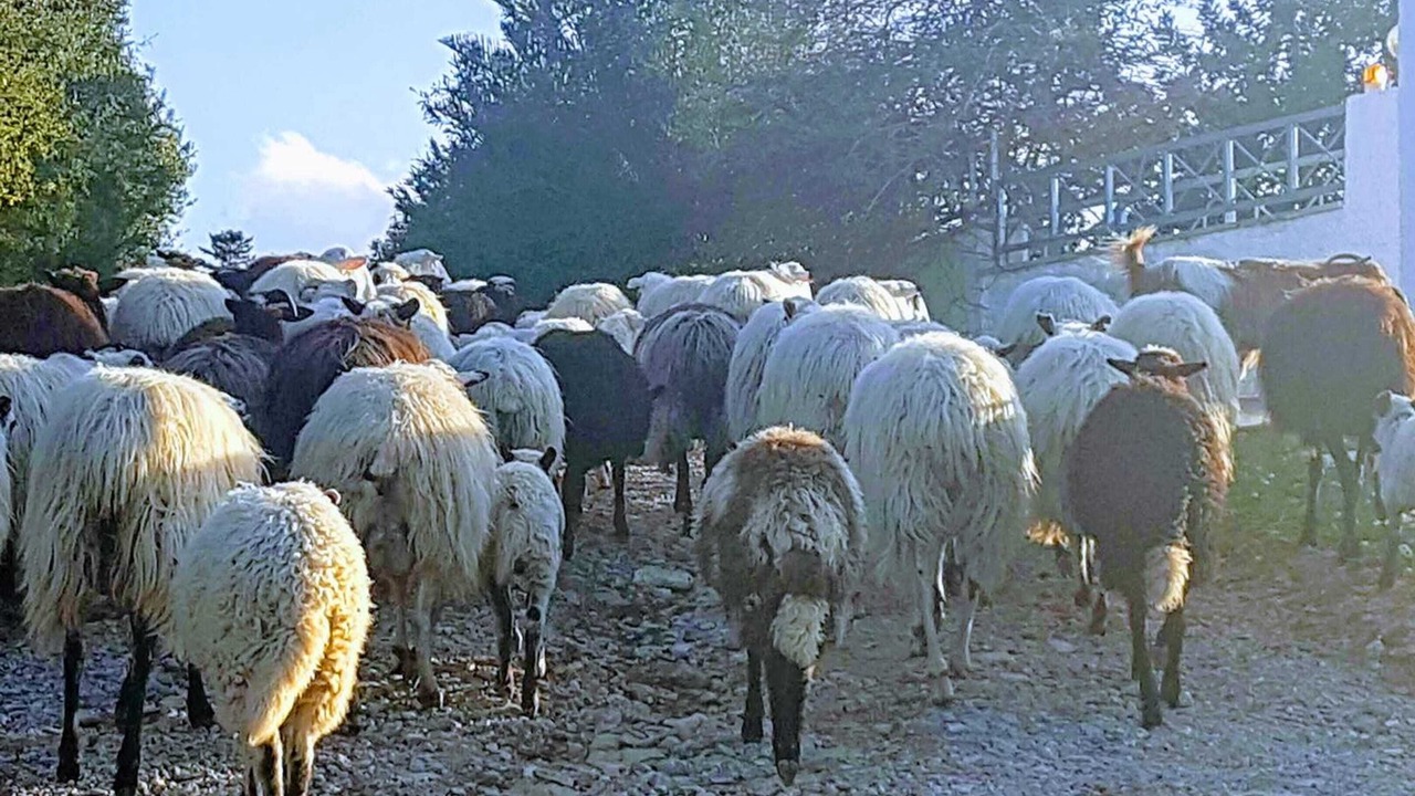 Photo of Others in Douliana