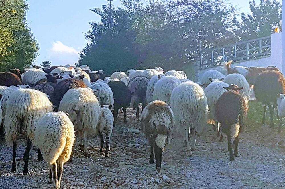 Photo of Others in Douliana