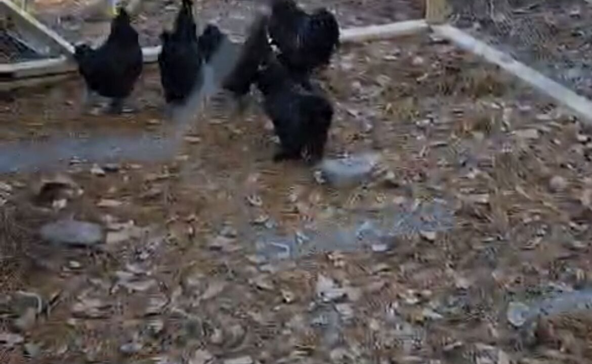 Photo of Others in Sparrow Bush