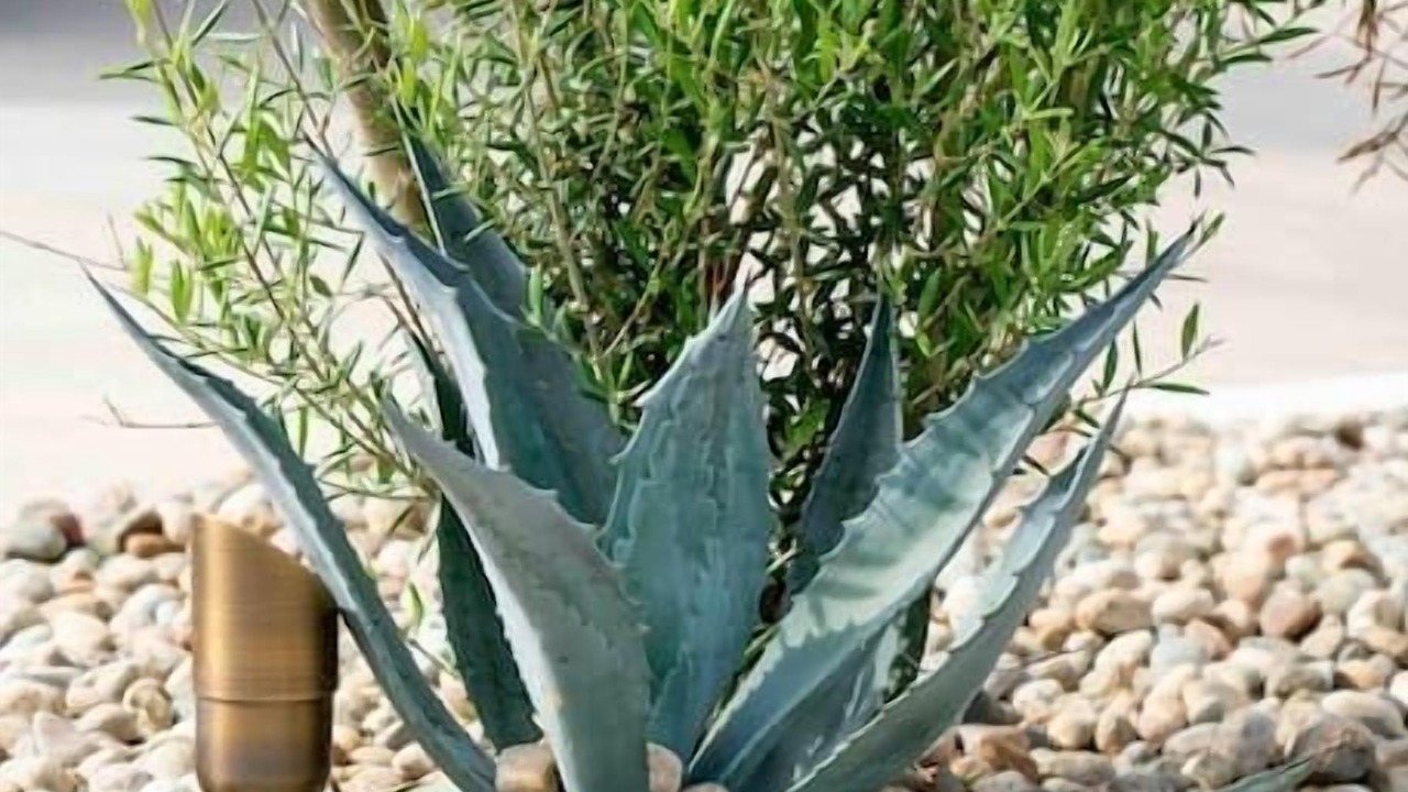 Photo of Outdoor in Miracle Mile
