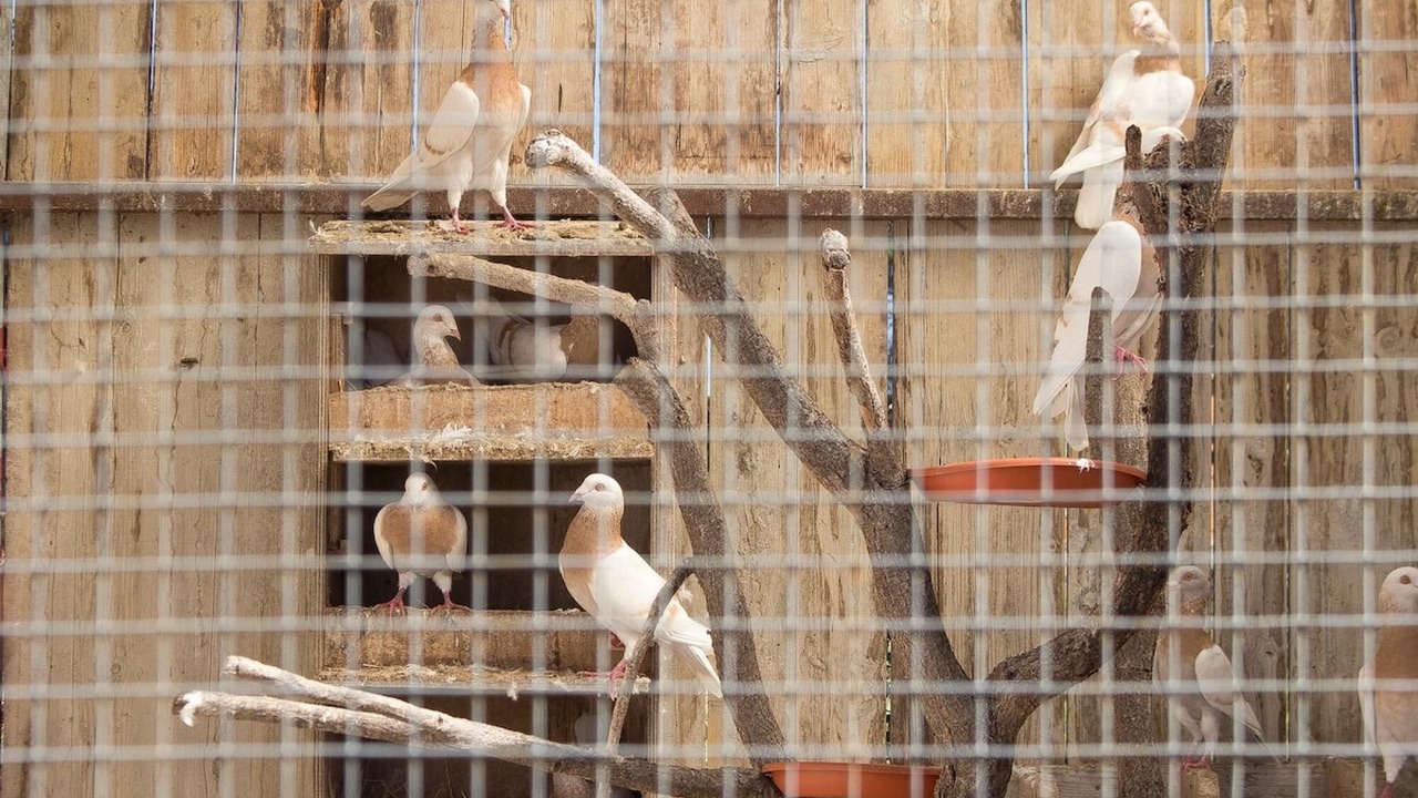 Photo of Others in Sils