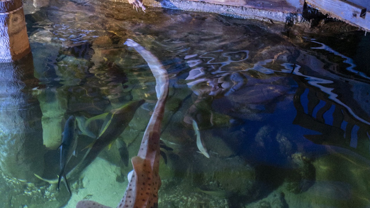 Photo of Others in Molonglo Valley