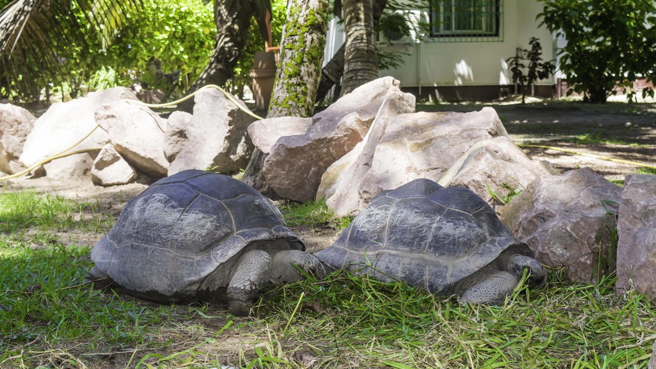Photo of Outdoor in Praslin Island