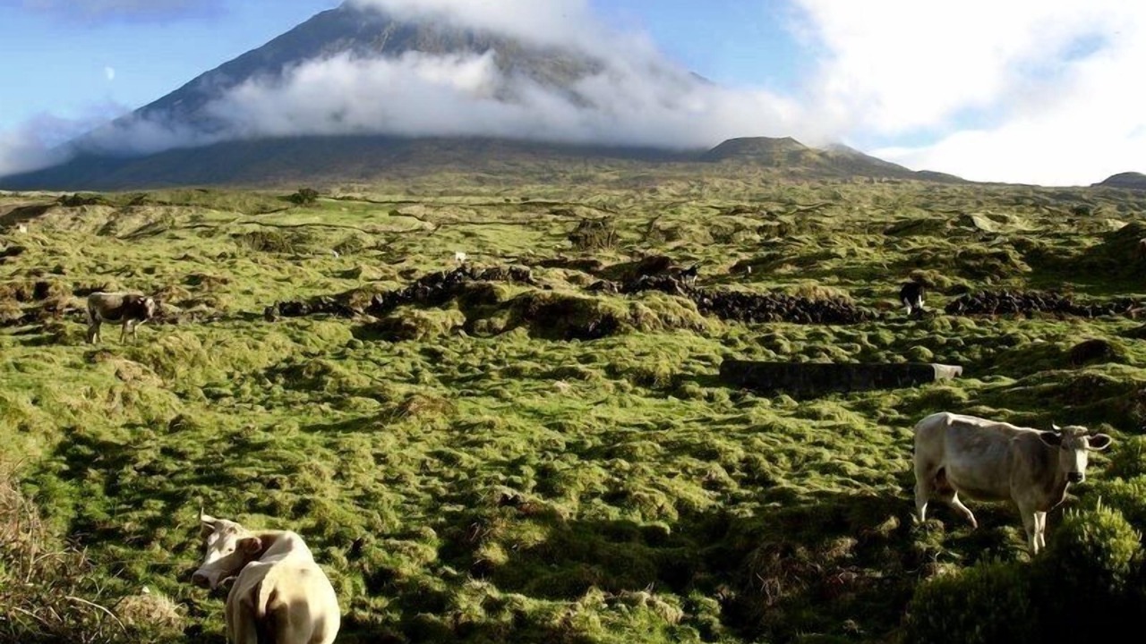 Photo of Others in Sao Roque do Pico